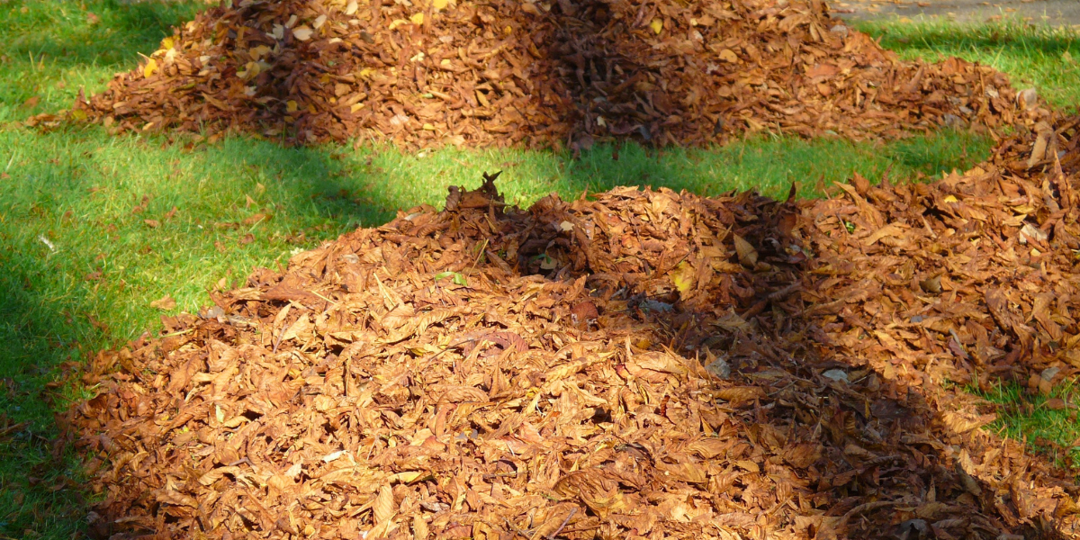 Pile of Leaves